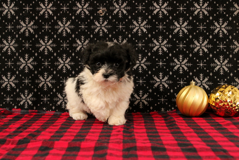 puppy, for, sale, Maltipoo, Matthew B. Stoltzfus, dog, breeder, Gap, PA, dog-breeder, puppy-for-sale, forsale, nearby, find, puppyfind, locator, puppylocator, aca
